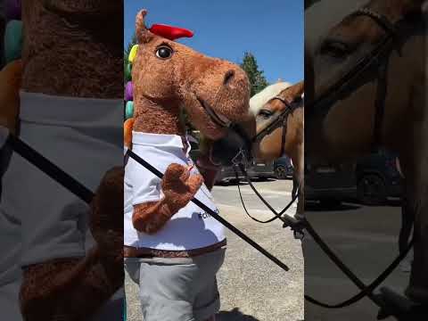 We ride at the CHIO Aachen