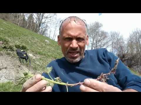 Gesunde Heilkräuter,Teil 1. Die Brennesselwurzel - Gutes für eure PROSTATA