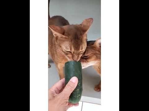 Crystal the Pet Nanny. LLC video.