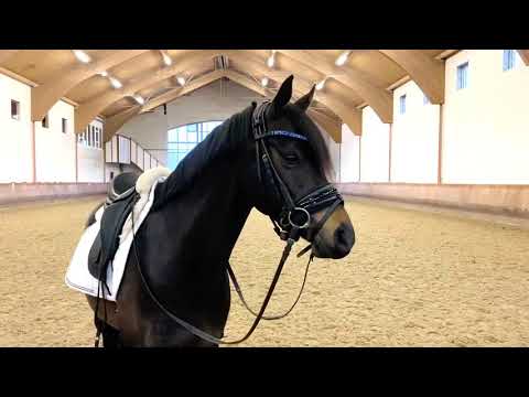 SOLD 2014 FEI pony gelding www.sporthorses-online.com