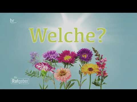 , title : 'Pflanzen für trockene und sonnige Plätze | ratgeber'