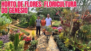 HORTO DE FLORES NA LAJINHA - TEÓFILO OTONI/MG: FLORICULTURA DO GENESIO | FLORES, FOLHAGENS E ARBUSTO