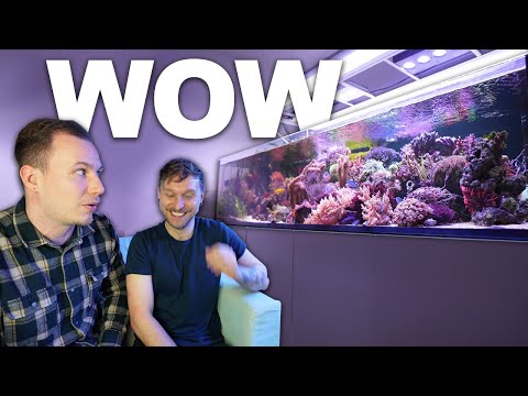 Ihr wollt ein TRAUMAQUARIUM? - Hier ist es!
