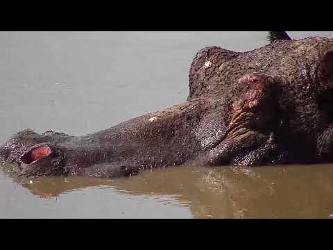 Djuma: Lone Hippo enjoying a soak - 14:05 - 10/06/19