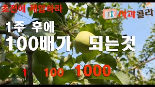 [사과재배] 거미줄 타고 바람에 날려 1주후 100배가 된다