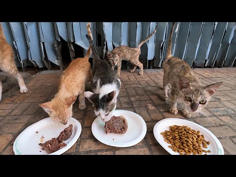Many cats live abandoned​ house,​ They got itchy skin​ And Will lack food to eat