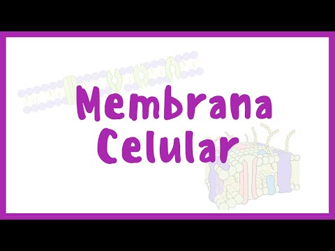 PHYSIOLOGY | Cell Membrane | Blasto Med