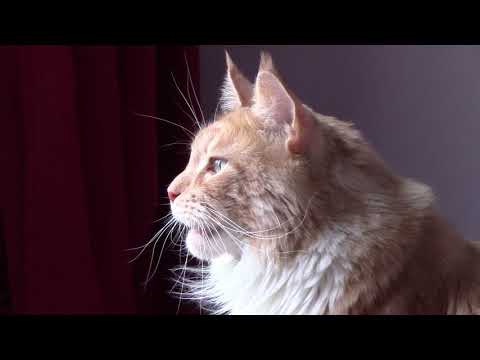 Смешной кот мейн кун. Ой как вкусно пахнут хозяйские ноги.