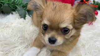 チワワ(ロング)の動画01