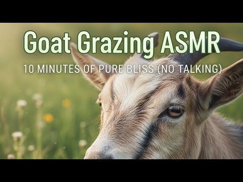 How is this even possible? Gravity-Defying Goats."