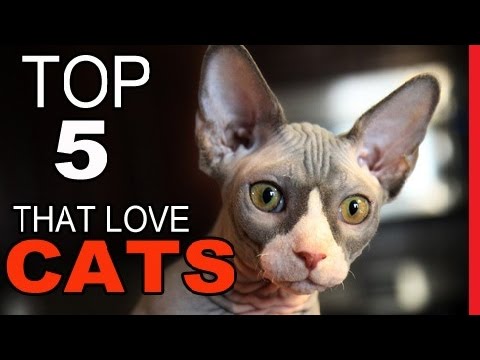 Top 5 Cat Breeds That Love To Chat