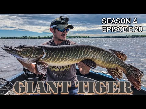 The Biggest TIGER MUSKY in Years! - SUPER-RARE TIGER (Hybrid) MUSKIE!! S4.E20