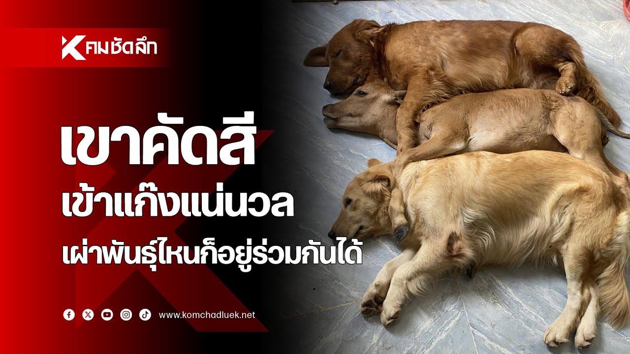 เขาคัดสีเข้าแก๊งแน่นวล ไม่สนพันธุ์ไหน