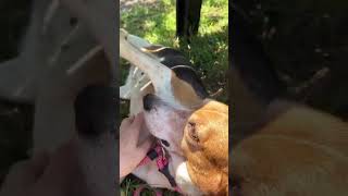 Video preview image #1 Beagle-Unknown Mix Puppy For Sale in Dunnellon, FL, USA
