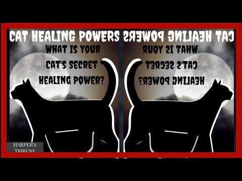 Cat Healing Powers (What Is Your Cat s Secret Healing Power)