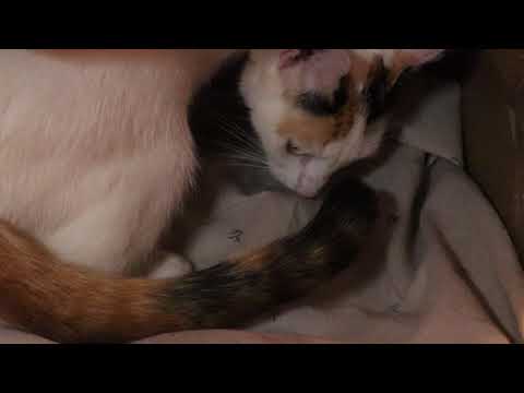 YouTube video about: Is a cat's water breaking always a sign of labor?