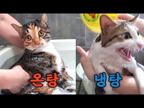 반신욕 하는 고양이와 태어나서 목욕 처음 하는 고양이