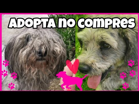 ADOPTAMOS A UN PERRO 💜