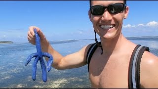 the blue starfish - YouTube