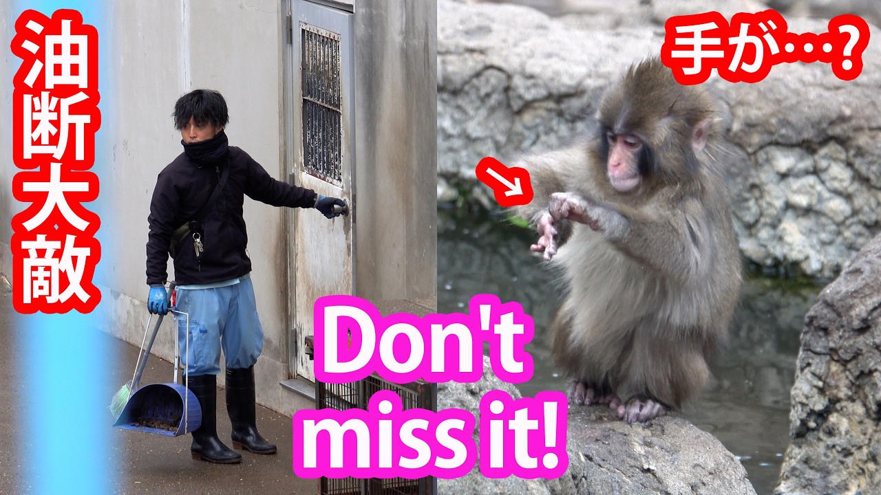 【おやつの後もすごい】大好きな飼育員さんが再び…パンチくんは手をどうかした? 市川市動植物園 “ぬいぐるみがお母さん”の子ザル「パンチくん」Punch the monkey 　4K　高画質