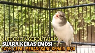 Download lagu kenari gacor panjang Cuit Cuit EMOSI, Pancingan Kenari Paud Belajar Bunyi, terapi AMPUH Kenari MACET mp3