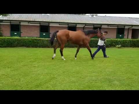 Lote PINKY NISTEL (ARG)