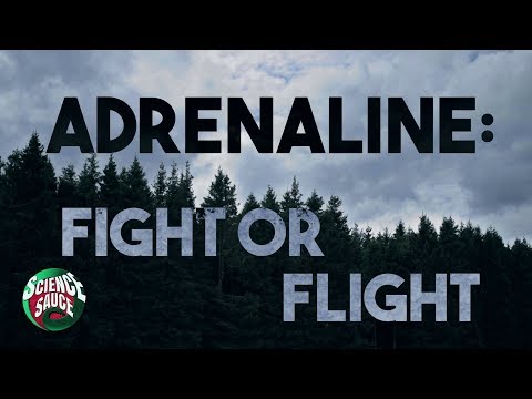 Adrenaline: Fight or Flight (A video about fear)