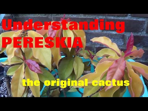 , title : 'The Plant Traveller: Understanding Pereskia - #OriginalCactus #orapronobis'