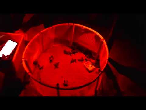 TARTARUGHE MARINE - Identificati 17 nidi sul litorale casertano