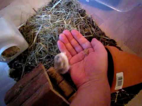 Knerten and trilltrall