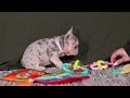 French Bulldog dogs for sale: Jayla - Video 1