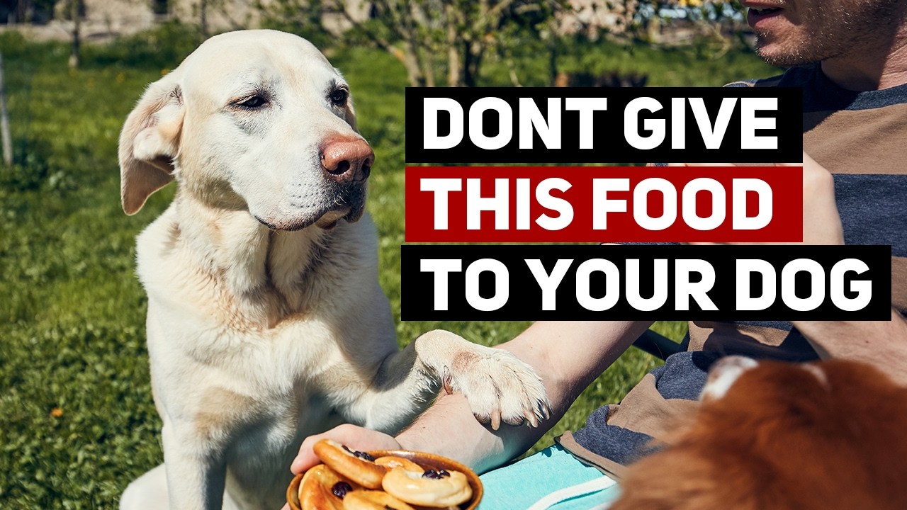 Foods You Should Never Feed Your Dog (And Why)