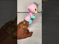 Uh Oh Stinky Funny Trend Squishys Memes Fidget Tiktok Shortsviral