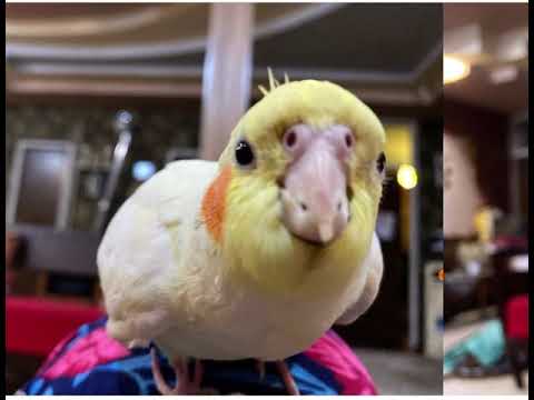 Nazgol                                                                      طوطی عروس