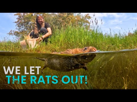 We released 204 water rats & they've gone absolutely wild