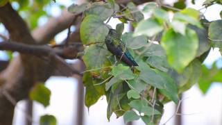 preview picture of video 'Tropical Baby Hummingbird - Video Nikon D7000'