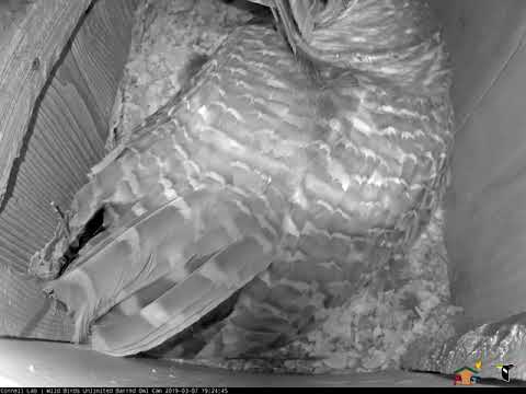 Prey Delivery and Hooting Duets on the Cornell Lab | Wild Birds Unlimited Barred Owl Cam