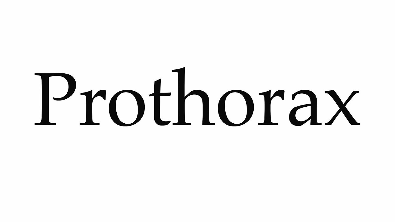 How to Pronounce Prothorax