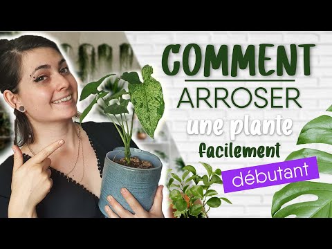 COMMENT ARROSER SES PLANTES D'INTÉRIEUR ? 🌿