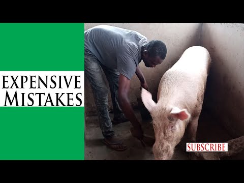 , title : 'Top 4 Common Mistakes Beginners Make In Pig Farming (Avoid Making Mistakes In Pig Farming)'