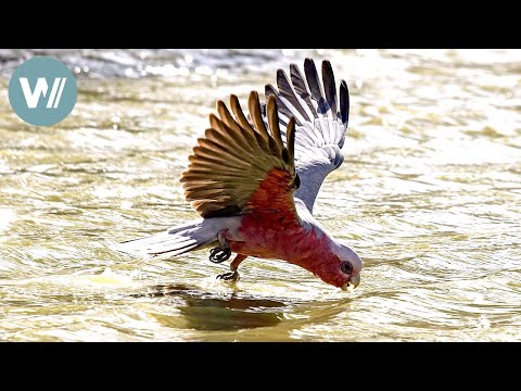 Highway durch Australien – Im heißen Herz | Tiere vor der Kamera (2016) | 52/57