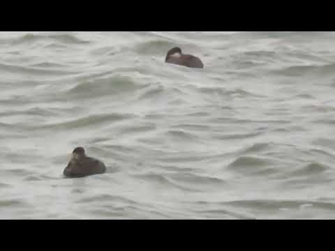 Common Scoter, Melanitta nigra, females, IJmuiden, NH, the Netherlands, 11 Dec 2024 (2)