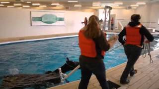 preview picture of video 'Equine Rehabilitation Center | Swimming'