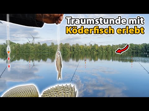 Zanderangeln mit Köderfisch am See - Unfassbare Strategie!