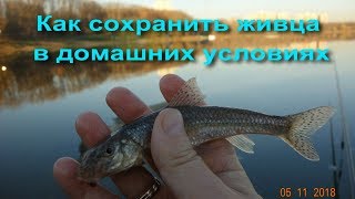 Как сохранить живца на рыбалке летом