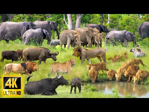 4K African Animals: Discover Beautiful Wildlife of Hwange National Park With Real Sounds & Relaxing