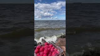 Raspberries on the shore #raspberries #shore #berry #shorts