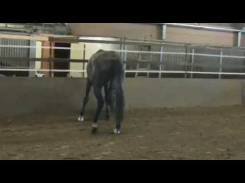 quadrillo x cardino x coronado x capitol °2008