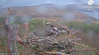 Louis takes over egg sitting duties but Dorcha keeps a close eye: Loch Arkaig Ospreys 14 Apr 2024