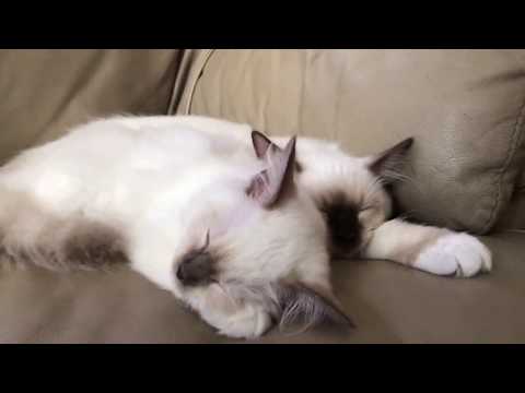 Ragdoll kittens - lilac point girl Vs. chocolate point boy comparison  - 4 month old